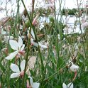 Gaura lindheimeri